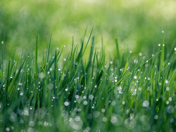 Different Types of Grass and How to Take Care of Them - Wiki Machine