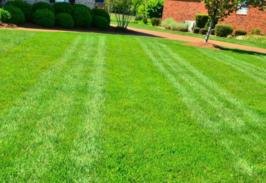 Caring For A Lawn In Areas With Water Restrictions