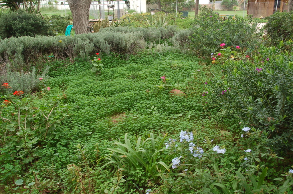 A Complete Guide To Combating Weeds